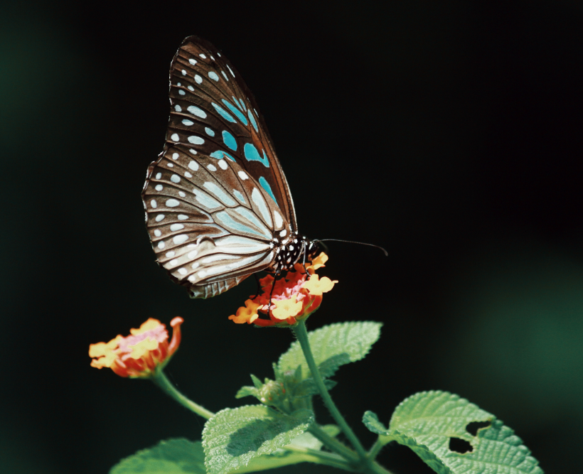 Healing Beliefs Training 3